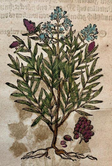 Pietro Andrea Mattioli - Original hand-colored leaf from