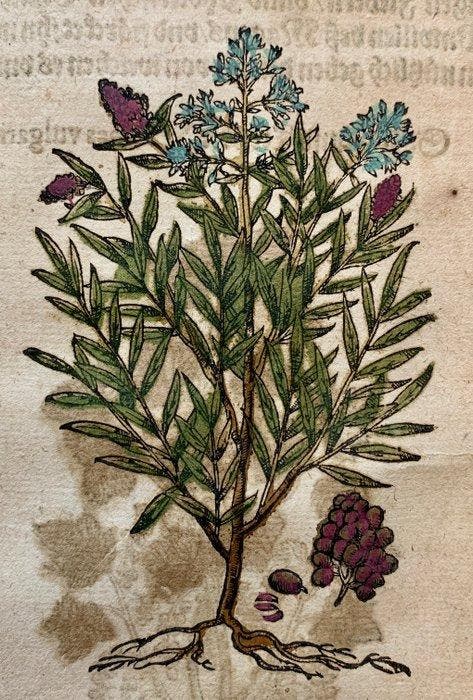 Pietro Andrea Mattioli - Original hand-colored leaf from, Antiek en Kunst, Antiek | Boeken en Manuscripten