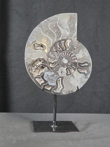 Ammoniet - Gefossiliseerd dier - Black Ammonite from