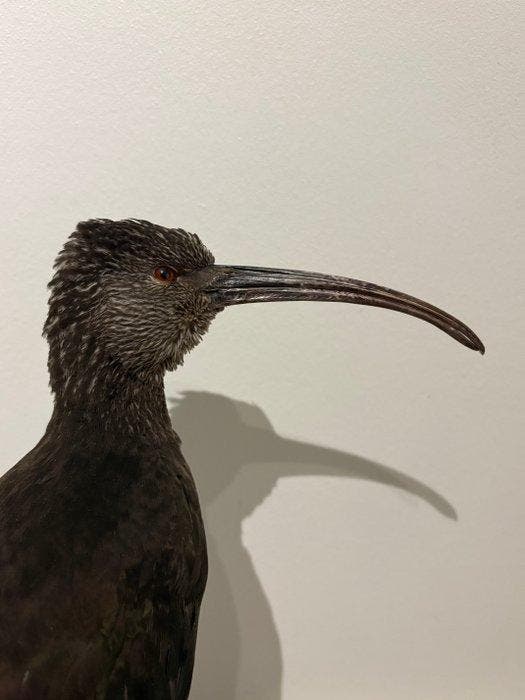 Ibis Taxidermie volledige montage - Plegadis ridgwayi - with, Verzamelen, Dierenverzamelingen