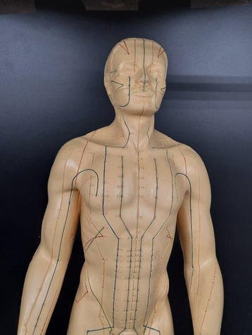 Anatomisch model - Acupunctuurmodel – menselijke