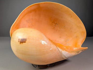 Giant Melo Shell Coquillage marin - Melo broderipii (Sans