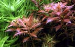 Tropica Proserpinaca palustris cuba 1-2-grow! (advanced), Animaux & Accessoires, Verzenden