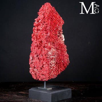 Orgelpijp-koraal - Koraal - Tubipora Musica – Red Tube Coral, Nieuw