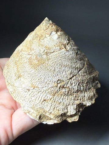 Indrukwekkende reusachtige slak - Gefossiliseerde schelp -, Collections, Minéraux & Fossiles