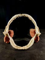 grote kaak van een bruine haai Taxidermie volledige montage