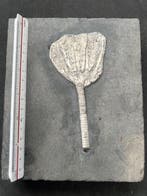 Crinoide - Gefossiliseerd dier - Traumatocrinus hsui - 17.6, Verzamelen