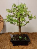 Lariks bonsai (Larix) - Hoogte (boom): 33 cm - Diepte