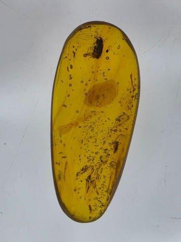 Birmese barnsteen - Barnsteen - Lot of 5 Burmese Amber