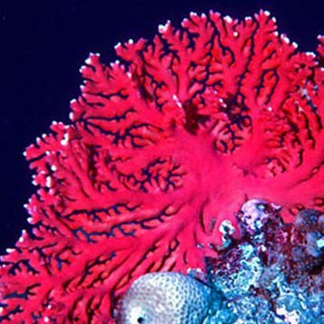 Distichopora Rood L (Ong. 7 cm), Dieren en Toebehoren, Vissen | Aquariumvissen