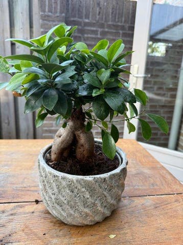 Ficus microcarpa Ginseng - Hoogte (boom): 40 cm - Diepte