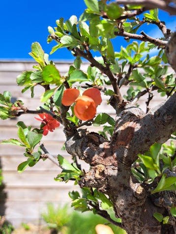 Chaenomeles speciosa bonsai dans un magnifique bol à bonsaï.