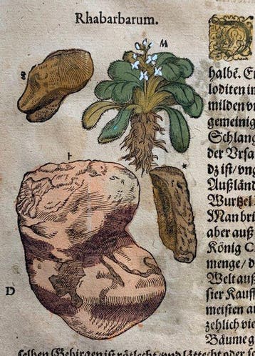 Pietro Andrea Mattioli - Contemporary hand-coloured leaf