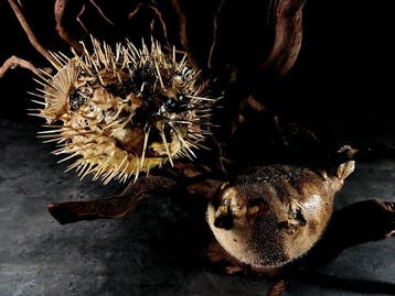 Zonder reservering kogelvis + stekelvis Taxidermie volledige, Nieuw