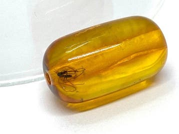 Un moment figé dans léternité : perle-baril en ambre