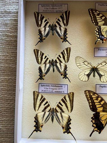 Vlinder Taxidermie volledige montage - Papilionidae - 30 cm