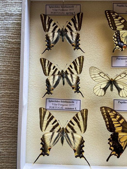 Vlinder Taxidermie volledige montage - Papilionidae - 30 cm, Antiek en Kunst, Curiosa en Brocante