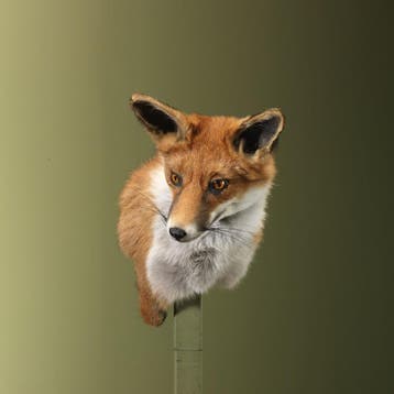 Vos Taxidermie Opgezette Dieren By Max, Ophalen of Verzenden, Nieuw, Wild dier, Opgezet dier