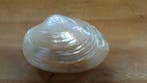 Baby Clam mosselschelpen Parelmoer 6 stuks, Nieuw