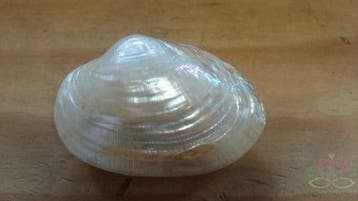 Baby Clam mosselschelpen Parelmoer 6 stuks, Nieuw