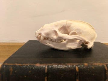 Das Schedel van een zoogdier - Meles leucurus - 5 cm - 9 cm