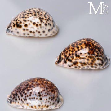 Geen reserveprijs !!! - Verzameling van vijf Cypraea, Antiek en Kunst