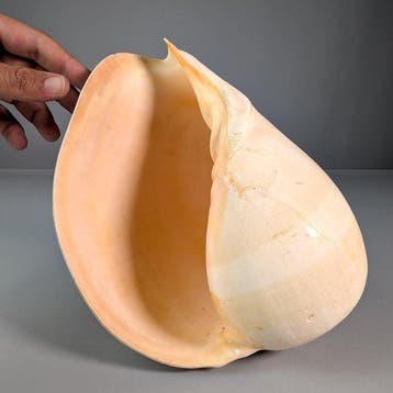Giant Melo Shell Coquillage marin - Melo broderipii (Sans, Collections