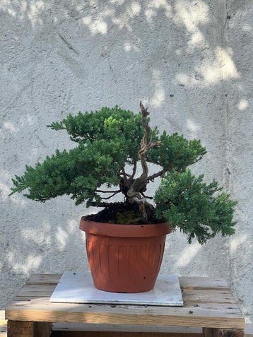 Jeneverbes bonsai (Juniperus) - Hoogte (boom): 31 cm -