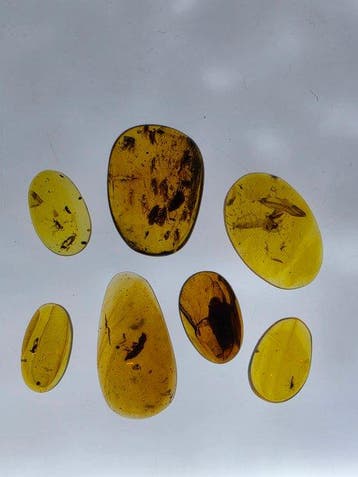 Ambre de Birmanie - Ambre - Lot of 7 Natural Burmese Amber