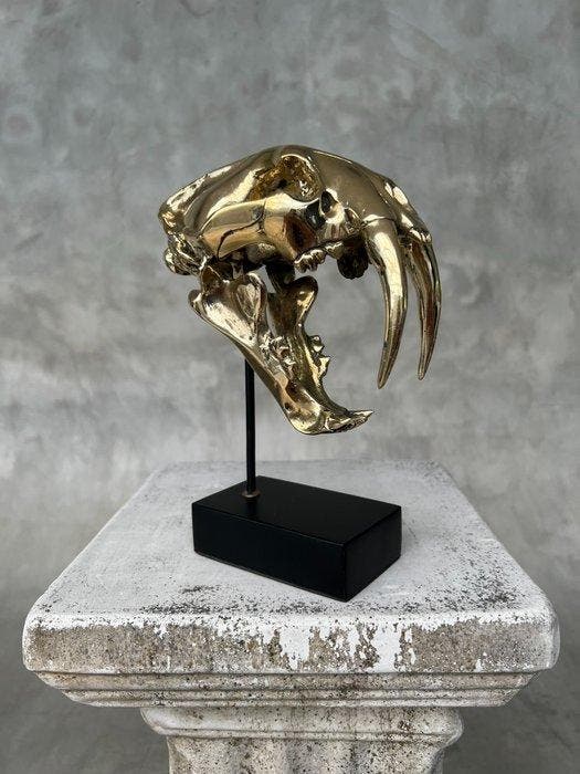 Statue, NO RESERVE PRICE - Saber Tooth Tiger Skull -, Antiek en Kunst, Curiosa en Brocante
