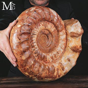 Fossiele ammoniet uit het Jura-tijdperk, 17,6 kg Grote rode, Verzamelen