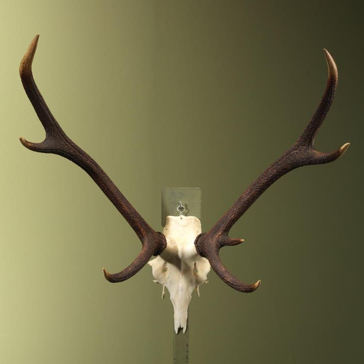 Edelhert Gewei Taxidermie Opgezette Dieren By Max, Collections, Collections Animaux, Enlèvement ou Envoi
