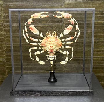 Beauchêne Krab - Charybdis natator, Ophalen of Verzenden, Nieuw, Wild dier, Opgezet dier