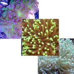 Euphyllia Pack