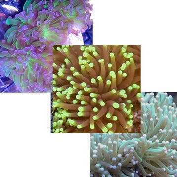 Euphyllia Pack