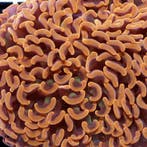 Euphyllia Ancora Ultra Neon Oranje M (Ong 8-10 cm)
