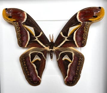 Atlasmot Taxidermie volledige montage - Rare Archaeoattacus