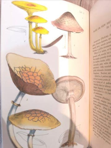 Dr. Berthold Seemann - The Journal of Botany, British and