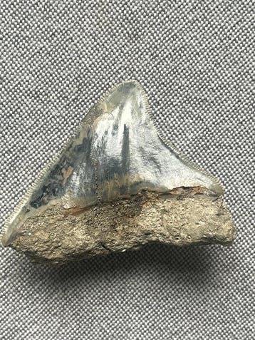 Megalodon-tand 6,1 cm - Fossiele tand - Carcharocles