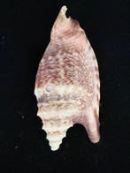 Zeeslak Zeeschelp - S-183 STROMBUS AURISDIANAE (Zonder, Nieuw