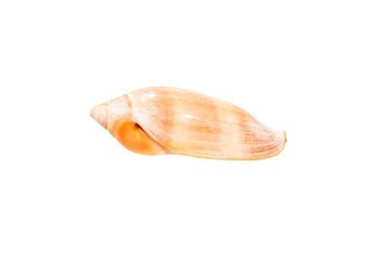 Marqiuella pringlei – Majestueuze diepzeeschat uit, Nieuw