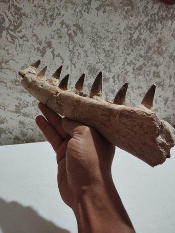 Mosasaurus - Gefossiliseerde kaak - 31.5 cm - 9 cm, Verzamelen, Mineralen en Fossielen