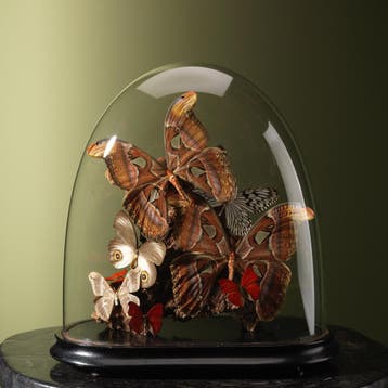Vlinders in Stolp Taxidermie Opgezette Dieren By Max, Verzamelen, Ophalen of Verzenden, Nieuw, Insect, Opgezet dier