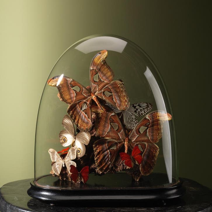 Vlinders in Stolp Taxidermie Opgezette Dieren By Max, Collections, Collections Animaux, Enlèvement ou Envoi