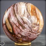 Natuurlijk versteend hout als bol – Intense houtnering in, Verzamelen