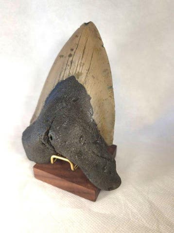 Giant Megalodon tooth - Fossiele tand - Otodus Megalodon -, Verzamelen