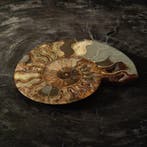 Ammoniet Taxidermie Opgezette Dieren By Max, Ophalen of Verzenden, Nieuw, Wild dier, Opgezet dier