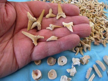 600 pièces de dents de requin incluant des vertèbres, Dino
