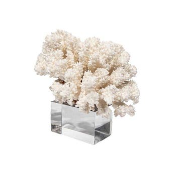 bloemkoraal ***Verzamelitem*** - Hoogte: 20 cm - Breedte: 19, Nieuw