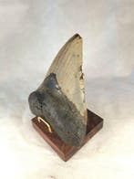 Megalodon tooth - Fossiele tand - Otodus Megalodon - 11.38, Verzamelen